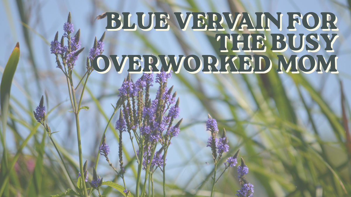 Blue Vervain for the Busy Overworked Mom