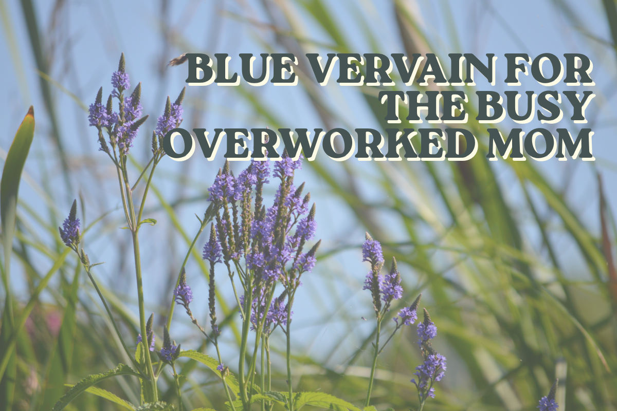 Blue Vervain for the Busy Overworked Mom