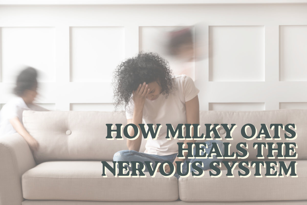How Milky Oats Heals the Nervous System (And Why It Works When Other Herbs Don't)
